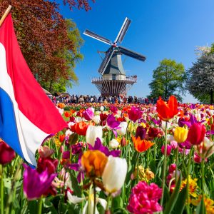 Blooming colorful tulips flowerbed in public flower garden with windmill and waving netherlands flag on the foreground. Popular tourist site. Lisse, Holland, Netherlands